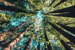 The-imperative-of-sustainability